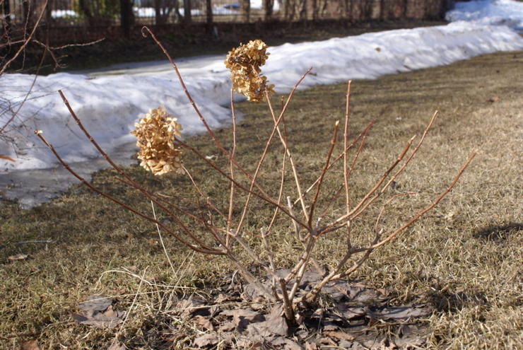 Hortensia på vintern - förbereda hortensior för vintern, beskära och skydda hortensior för vintern