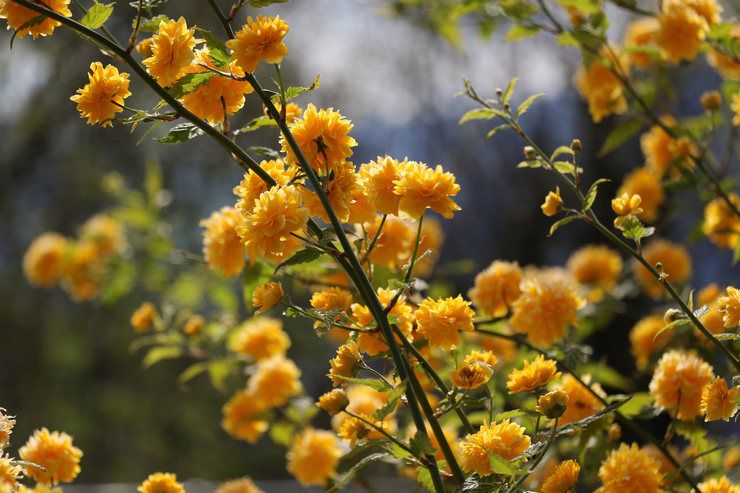 Kerria Japanese - plantering och vård i det öppna fältet. Växande kerrier, avelsmetoder. Beskrivning, typer. Ett foto