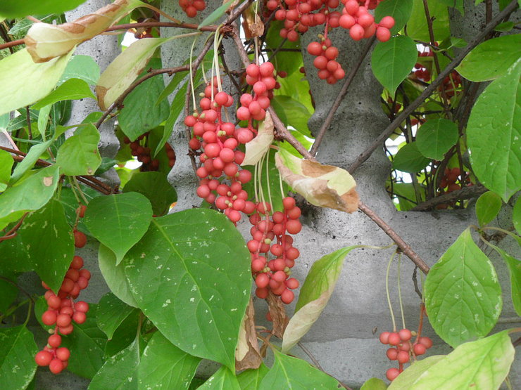 Schisandra tahan terhadap perosak dan pelbagai penyakit, termasuk kerana aromanya yang cerah