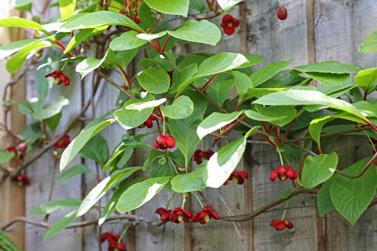 Kinesiska Schisandra - plantering och vård i det öppna fältet. Växande citrongräs, avelsmetoder. Beskrivning, typer. Ett foto