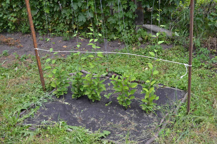 Plantering av citrongräs i öppen mark