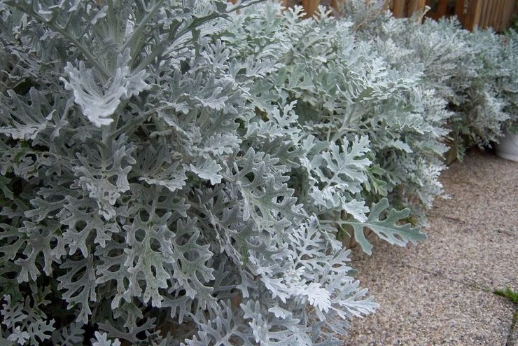 Silveraktig torr luft har en negativ effekt på inomhus cineraria.