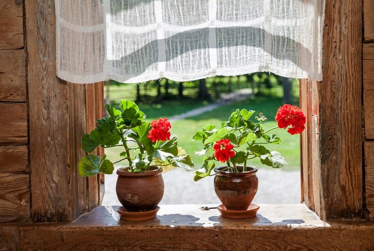 Sommaren är den mest aktiva tiden för tillväxt och utveckling av inomhusplantor.