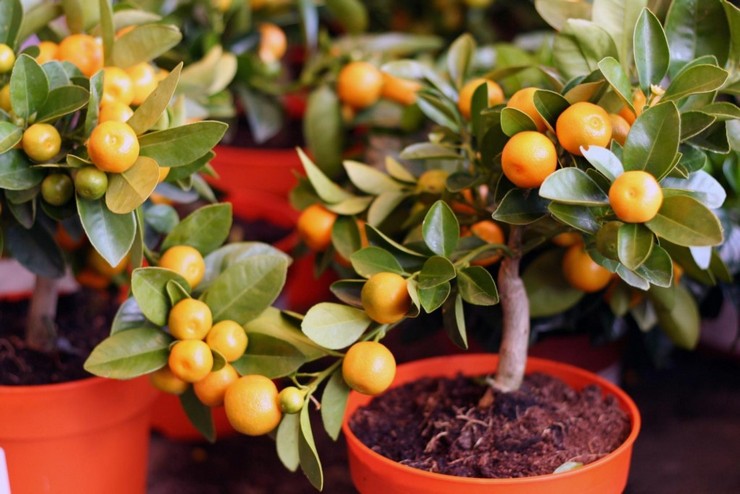 Växande citrusfrukter hemma