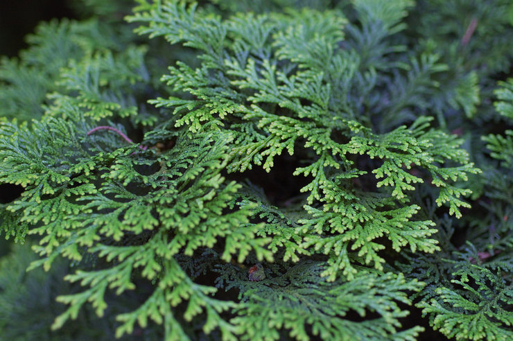 Cypress - plantering och vård i det öppna fältet. Växande cypress, avelsmetoder. Beskrivning, typer. Ett foto