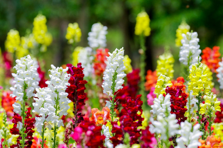 Bunga snapdragon - menanam dan merawat di ladang terbuka. Penanaman snapdragon dari biji, kaedah pembiakan. Penerangan, jenis. Gambar