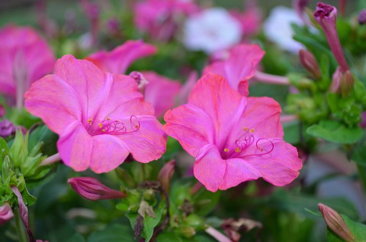 Mirabilis Yalapa