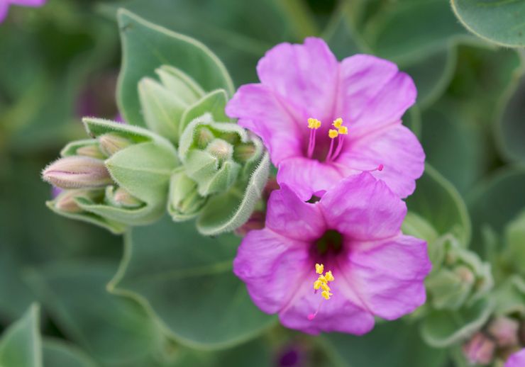 Mirabilis multiflorous