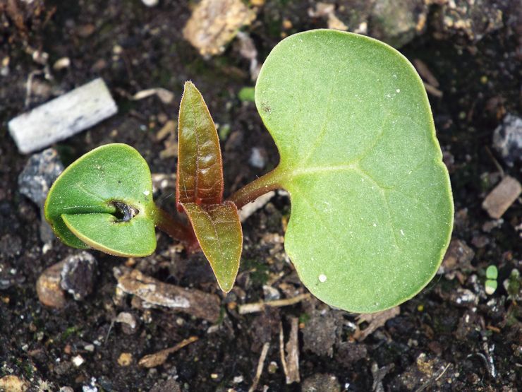 Plantera mirabilis i öppen mark