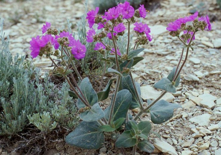 Rundbladig mirabilis