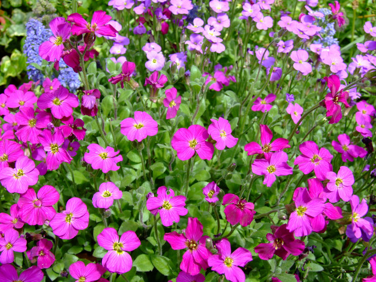 Bunga Aubriet - menanam dan merawat di ladang terbuka. Peningkatan ketahanan dari biji, kaedah pembiakan. Penerangan, jenis. Gambar