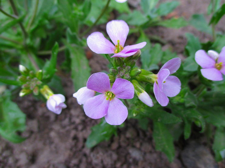 Menanam aubriet di tanah terbuka