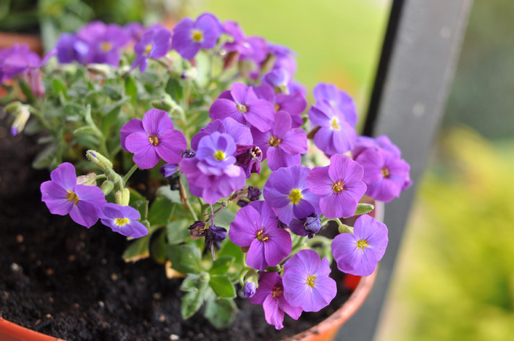 Penanaman aubriet dari biji