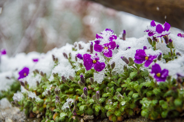 Aubriet blommar efter blomningen