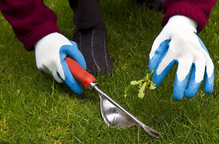 Penyiangan secara manual melibatkan pemotongan semua akar dan bahagian-bahagiannya dari rumput abadi sambil menggali sebidang tanah