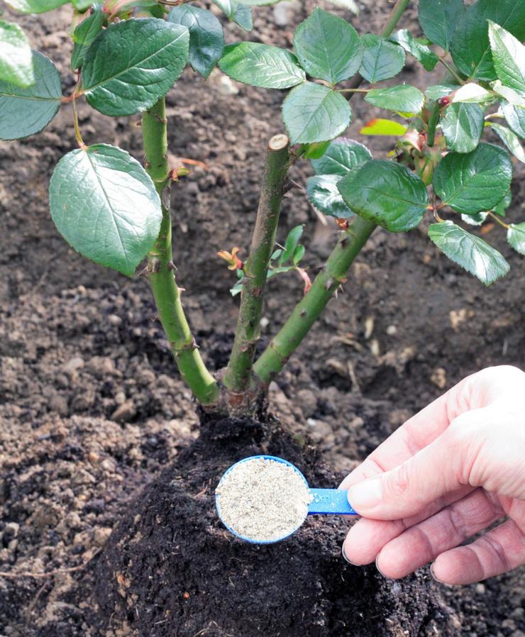 Befrukta rosbuskar med saltpeter