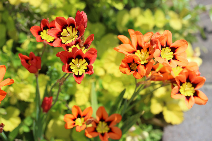 Sparaxisblomma - plantering och vård i det öppna fältet. Odling av sparaxis från frön, reproduktionsmetoder. Beskrivning. Ett foto