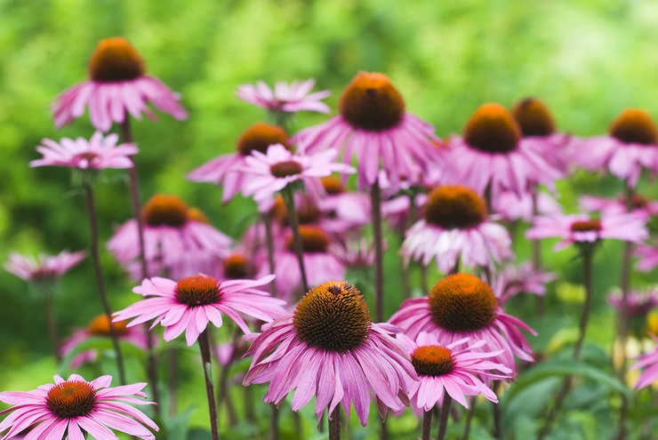 Echinacea blomma - plantering och vård i det öppna fältet. Odling av echinacea från frön, reproduktionsmetoder. Beskrivning, typer. Ett foto