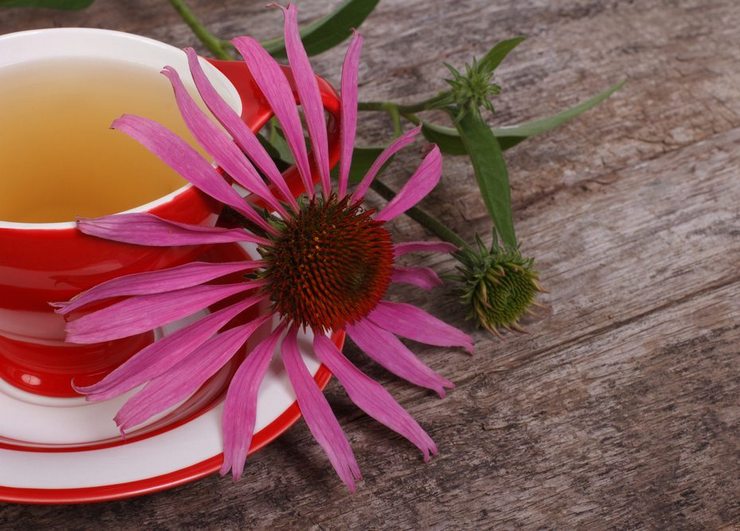 Fördelar med Echinacea