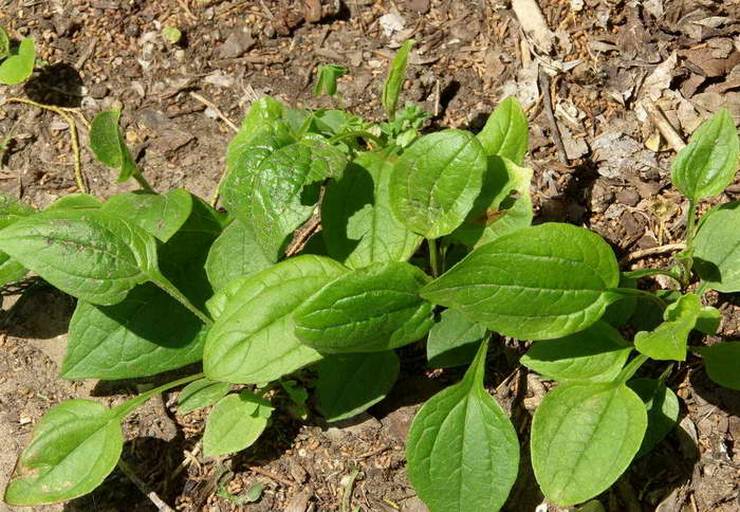 Menanam echinacea