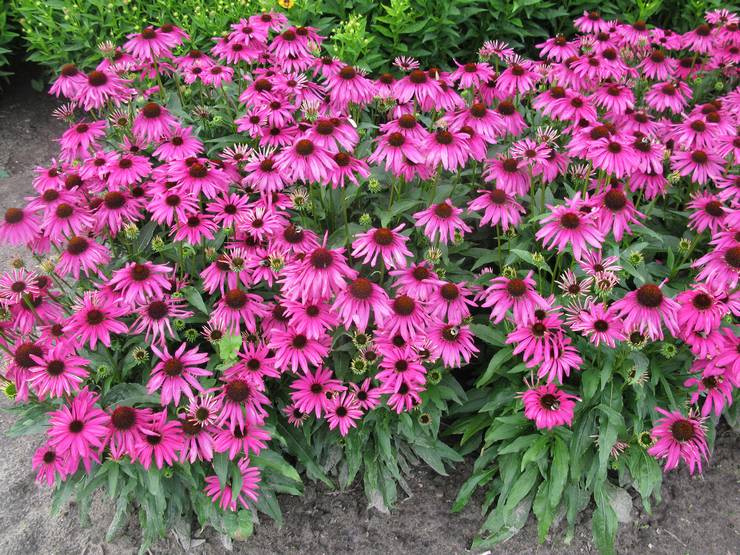 Penjagaan Echinacea Luar