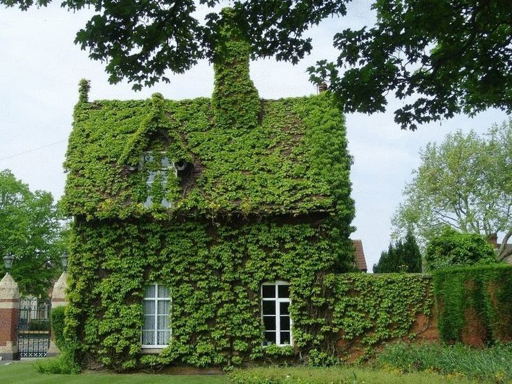 Grönare fasaden på huset