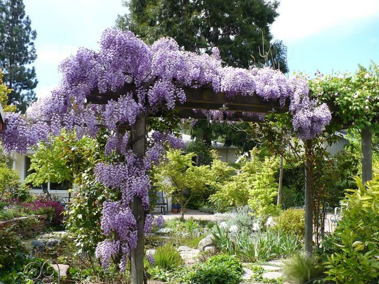 Wisteria dalam reka bentuk landskap