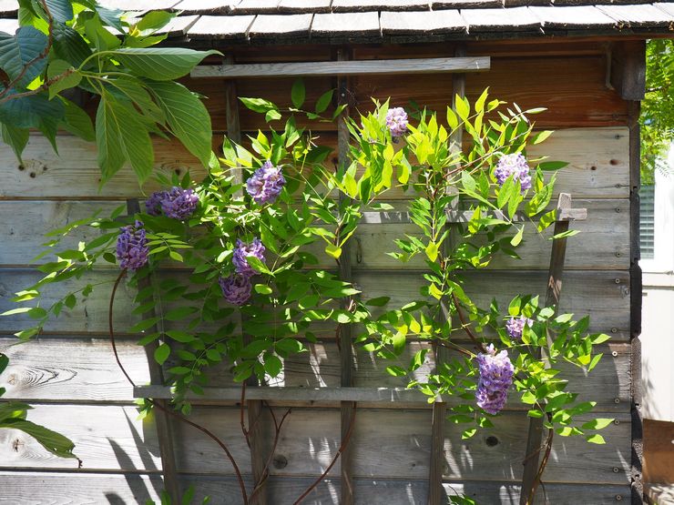 Pemangkasan wisteria