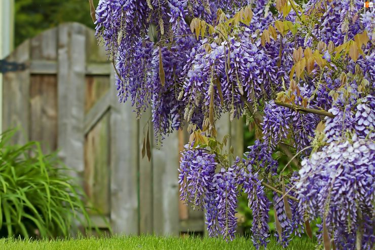 Penerangan mengenai wisteria