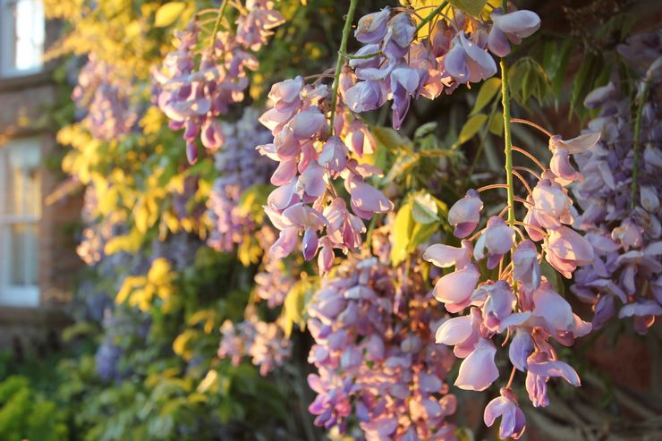 Membaja wisteria