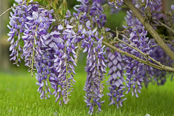 Loji Wisteria