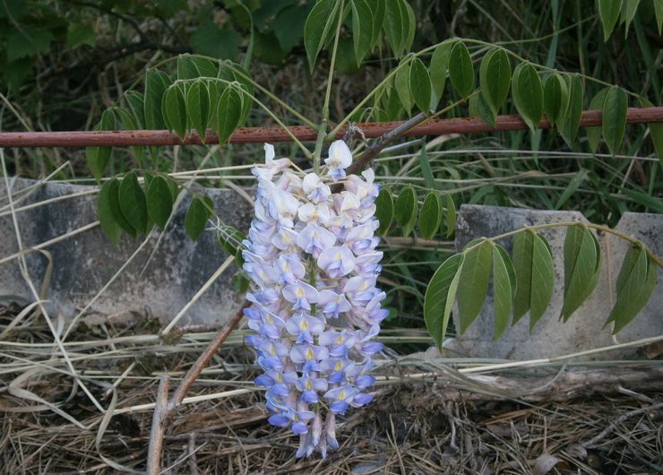 Penyebaran wisteria dengan lapisan