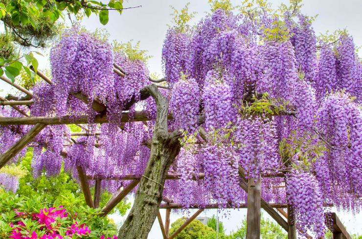 Penjagaan Wisteria