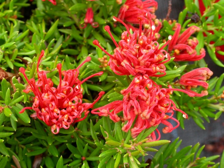 Grevillea - penjagaan di rumah. Penanaman, pemindahan dan pembiakan Grevillea. Penerangan, jenis. Gambar