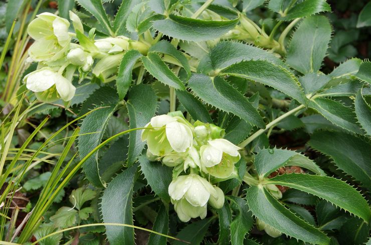 Hellebore corsican