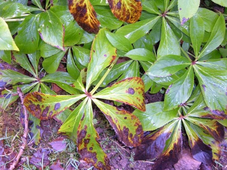 Hama dan penyakit Hellebore