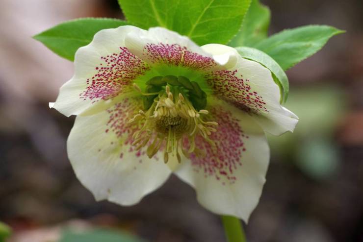 Hellebore Caucasian