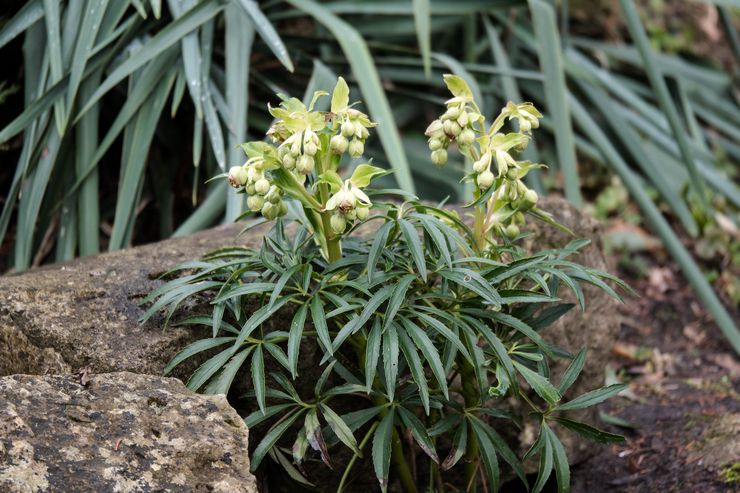 Hellebore berbau