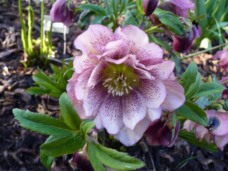 Hellebore hibrid