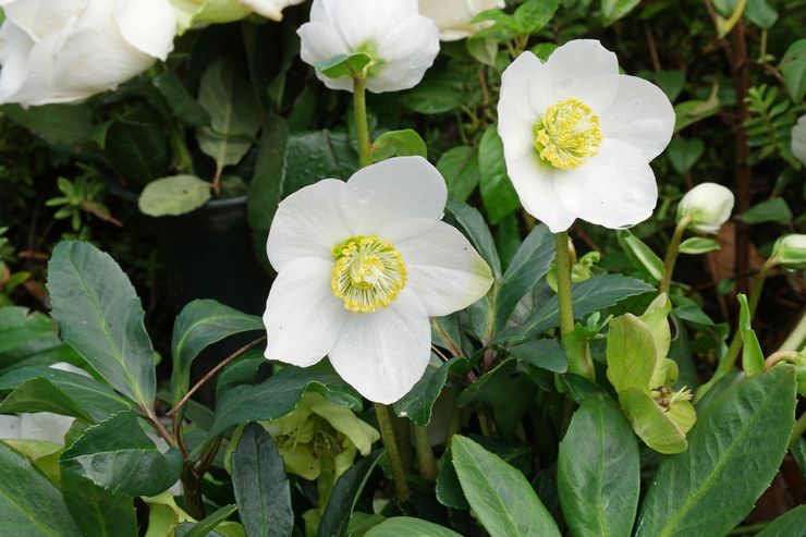 Hellebore hitam