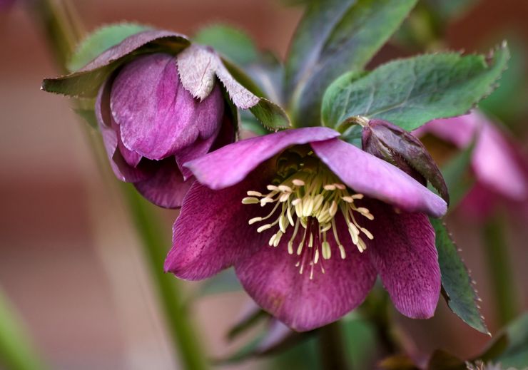 Penerangan mengenai hellebore