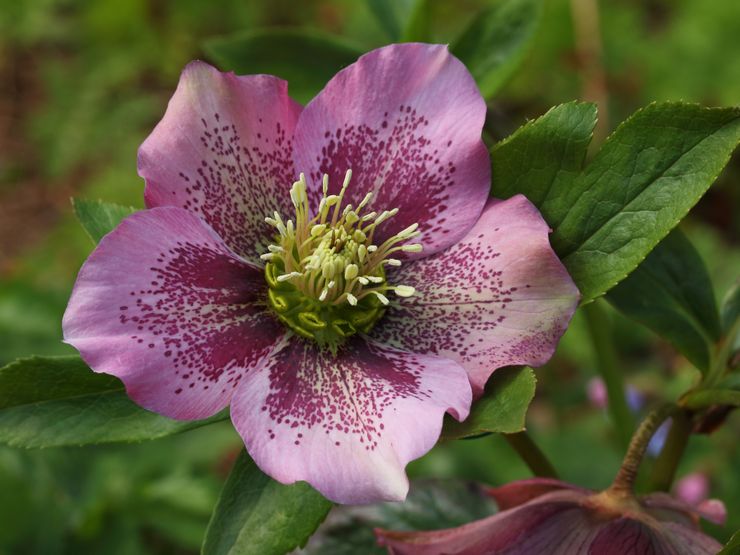 Hellebore timur