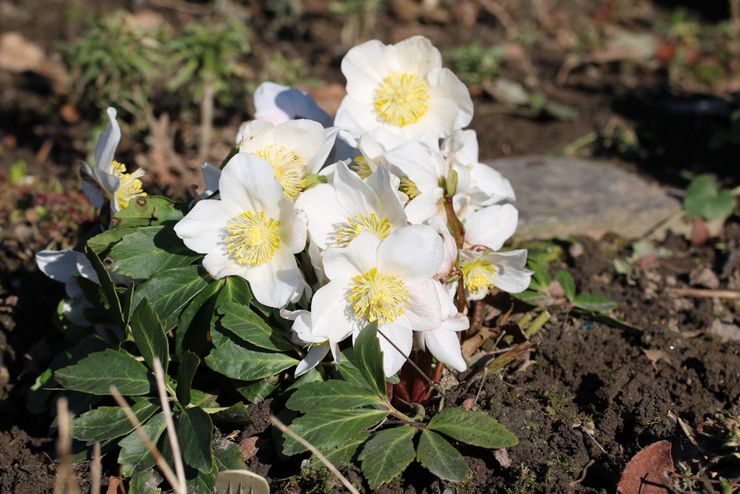 Menanam hellebore di tanah terbuka