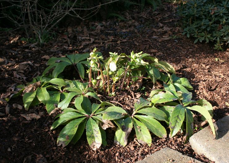 Hellebore selepas berbunga