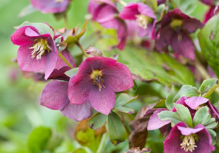 Penggunaan hellebore dan khasiatnya