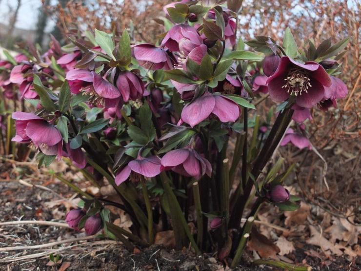 Hellebore kemerahan