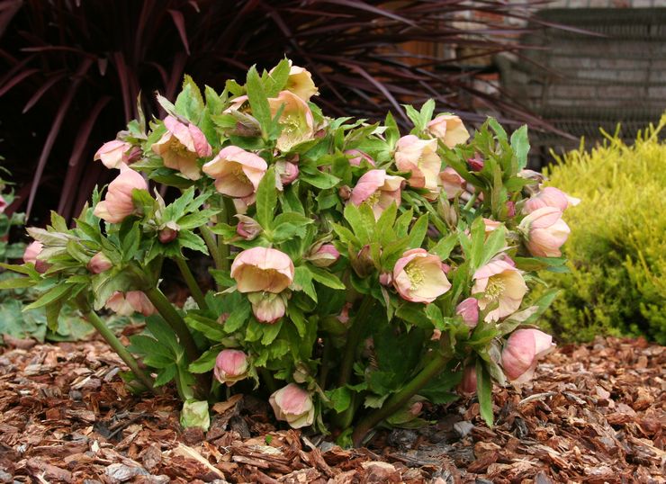 Loji Hellebore