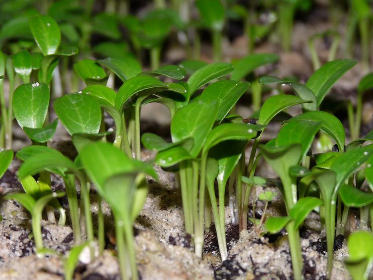 Kaedah pembiakan Hellebore