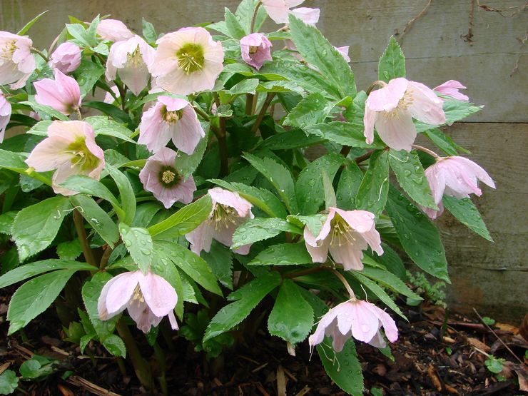 Penjagaan Hellebore