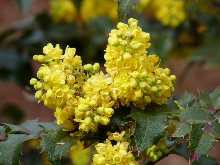 Magonia - plantering och vård i det öppna fältet. Odling av Mahonia holly, reproduktionsmetoder. Beskrivning, typer. Ett foto